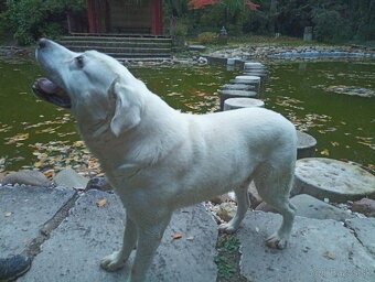 Labrador- krytie - 2