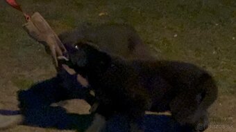 Šteniatka nemecký ovčiak s PP - 2