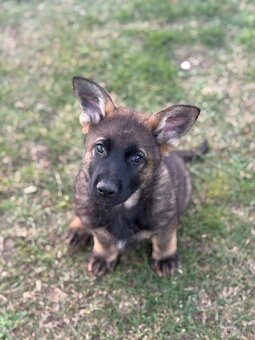 Vlkosedy psik a čierna fenka nemecky ovciak s pp - 2