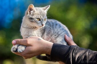 Darujem mačiatka z ulice - čierne, sivé, whiskas - 2