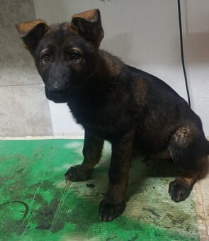 Nemecký ovčiak s PP - 2