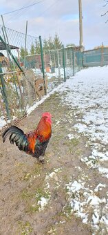 Maranská medenokrká-  kohút - 2