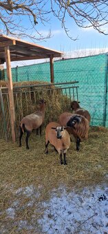 Kamerúnske ovce - 2