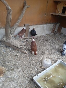 Slovenský hrvoliak - 2