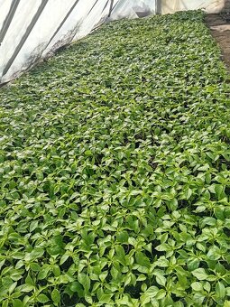 Planty priesady - 2