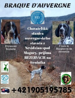 Auvernejský stavač - 2