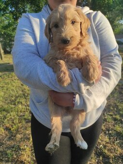 Goldendoodle - 2