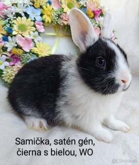 Zakrslé ( zdrobnené) kraliky s VP, mláďatká satén gén - 2