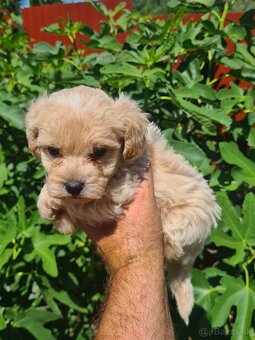 Maltipoo - 2