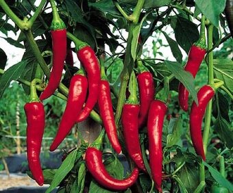 Mletá paprika DOLNOŽITAVSKA odroda:RUBIN - 2