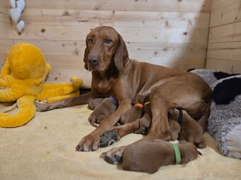 Maďarská vyžla - 2