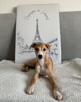 Šteniatko Vipet/Whippet s preukazom pôvodu - 2