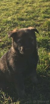 Šteniatka- nemecký ovčiak - 2