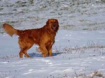 Zlatý retriever na krytie - 2