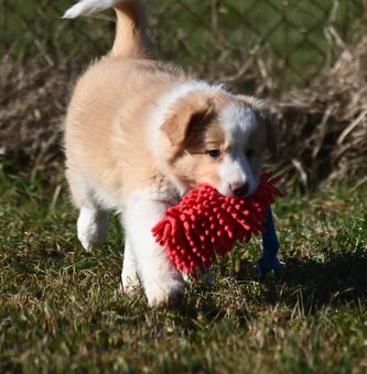 Border Collie / Border Kólia s PP - 2