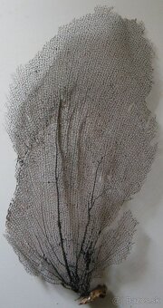 Gorgonia flabellum, černá - 2