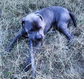 Americky modry stafford - 2