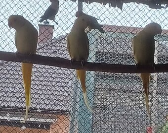 Predám alexander malý: - 2