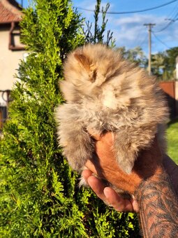 Oranžový špic -Pomeranian - 2