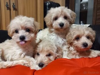 Maltipoo šteniatka. - 2