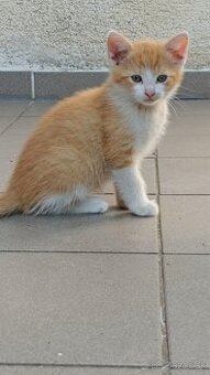 Darujem mačiatko, mačiatká :) - 2