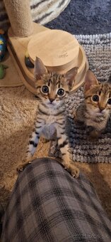 Rozkošné Mačiatka plemena Savannah pripravené na nový domov - 2