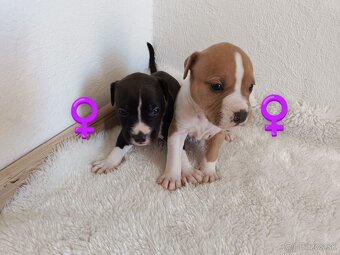 Ponúkam čistokrvné šteniatka – American Staffordshire Terrie - 2