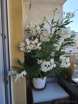 Oleander - 2