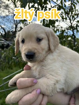 Šteniatka zlatý retriever - 2