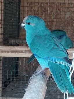 Kakariky modre - 2
