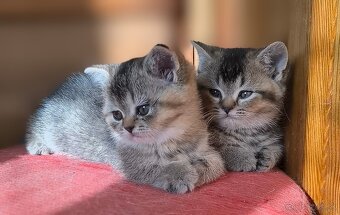 Britská kratkosrstá - 2