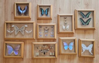 Zbierka motýľov v rámikoch - 2