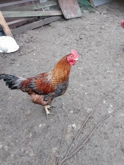 Predám mladé kohuty - 2