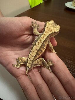 Pagekon riasnatý - 2