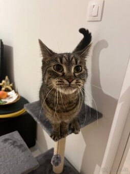 Darujem ÚŽASNÚ mačku s PRÍSLUŠENSTVOM - 2