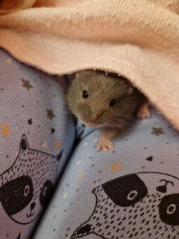 Škrečok Džungarský - 2