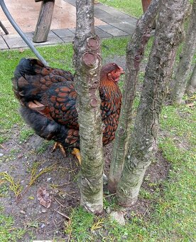 Predam wyandotky zlate - 2