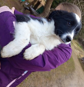 Šteniatka Border kolia - 2
