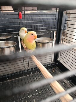 Agapornis ružovohrdlý 2026 - 2