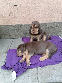 Bloodhound - 2