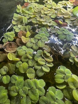 Salvinia natans - 2