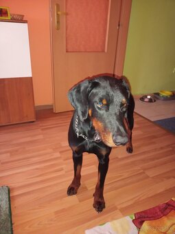 Darujem dobermana - 2