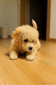 Maltipoo - 2