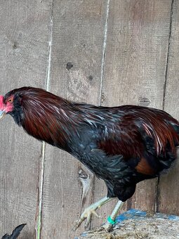 Araucana - 2