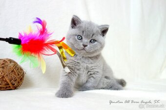 Britské mačiatka s PP ♥ - 2