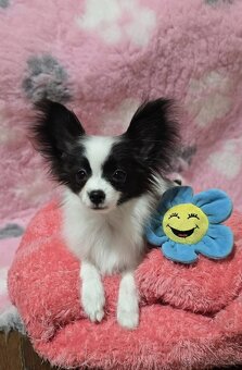 Papillon šteniatko s PP - 2