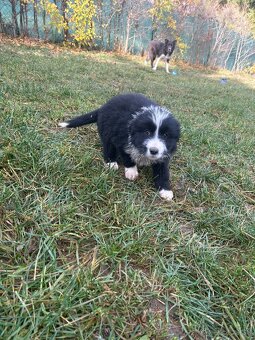 Predám šteniatka – mix border kólie - 2