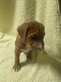 Šteniatka krížené Staford-Labrador - 2