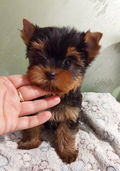 Yorkshire terrier, York psíkovia s PP (rodokmeňom) - 2