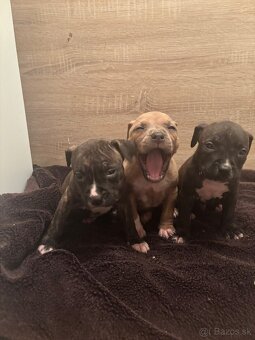 Americký stafordsirsky terier, Stafford, amstaf - 2